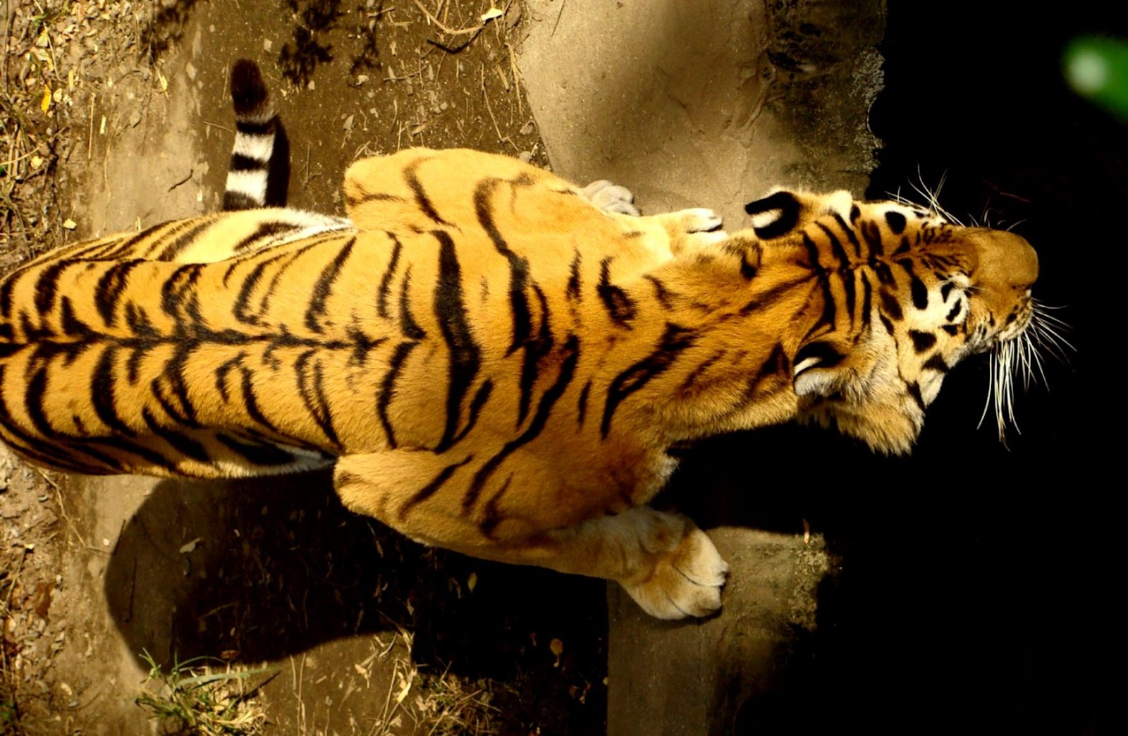 Sumatran Tiger Animated