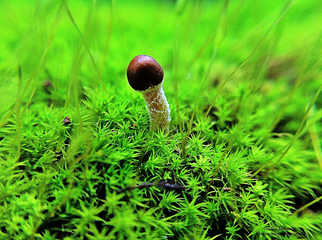 little mushroom , minik mantar , petite champignon , micro champignon ,