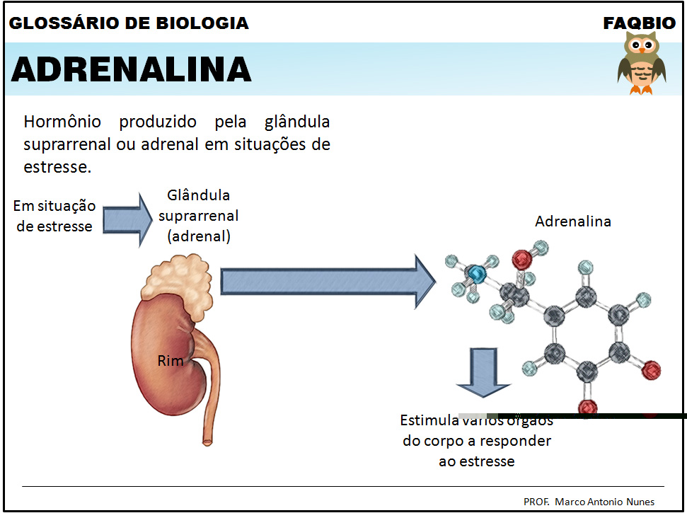 Adrenalina Mecanismo De Ação - FDPLEARN