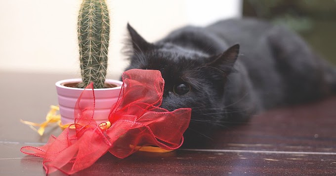 Black Cats Don’t Have Anything To Do With Bad Luck