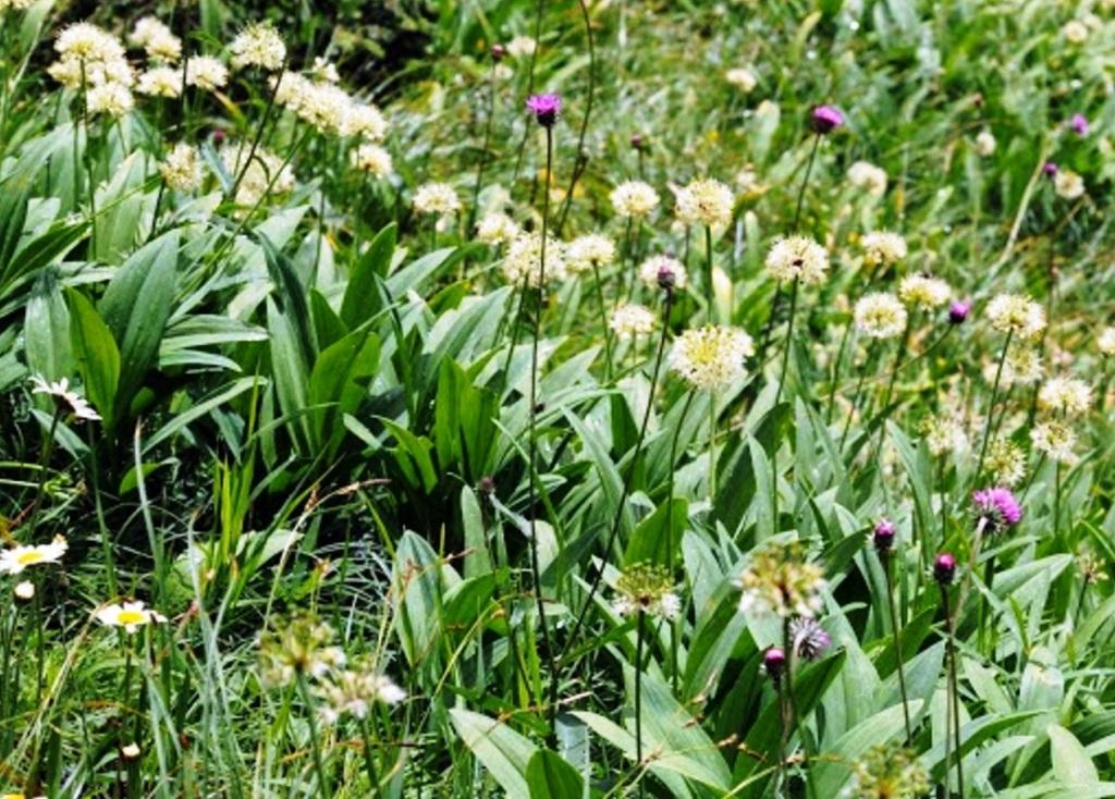 Лук победный (Allium victorialis l): Фото и Информация Натуралист Фотогалерея пр