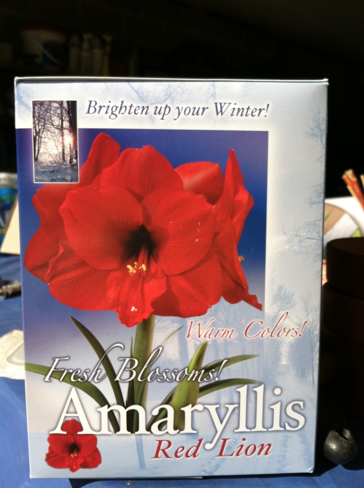 Two Sisters Gardening Forcing Bulbs Indoors for Holiday Color