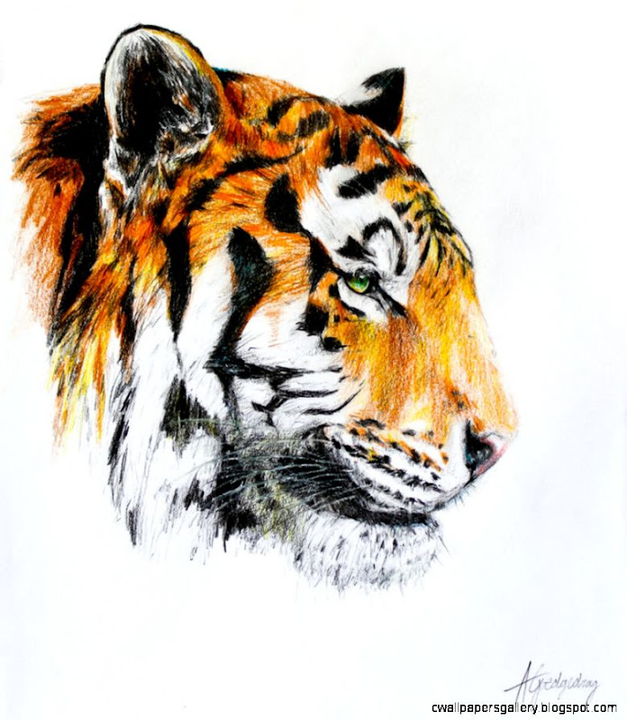 Color Tiger Drawing | Wallpapers Gallery