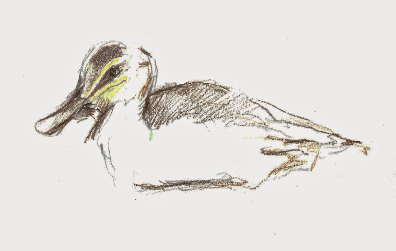 Cartoon Duck Sketch Pencil Drawing Yellow for Beginner