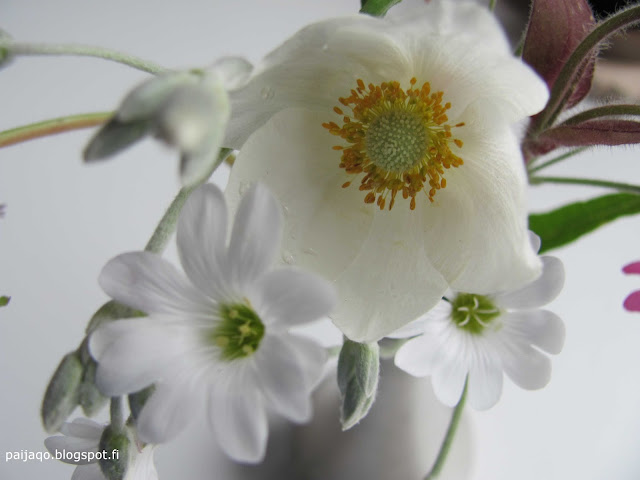 blogisitarina: kukat maljakossa