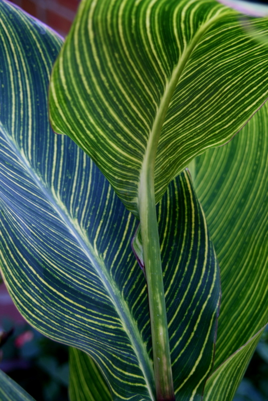 Beth's Blog Lots of Lilies Pittsford Garden Tour