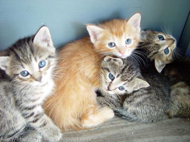 Very nice kittens.