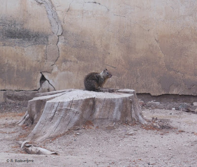 Squirrel at Mission San Miguel, © B. Radisavljevic