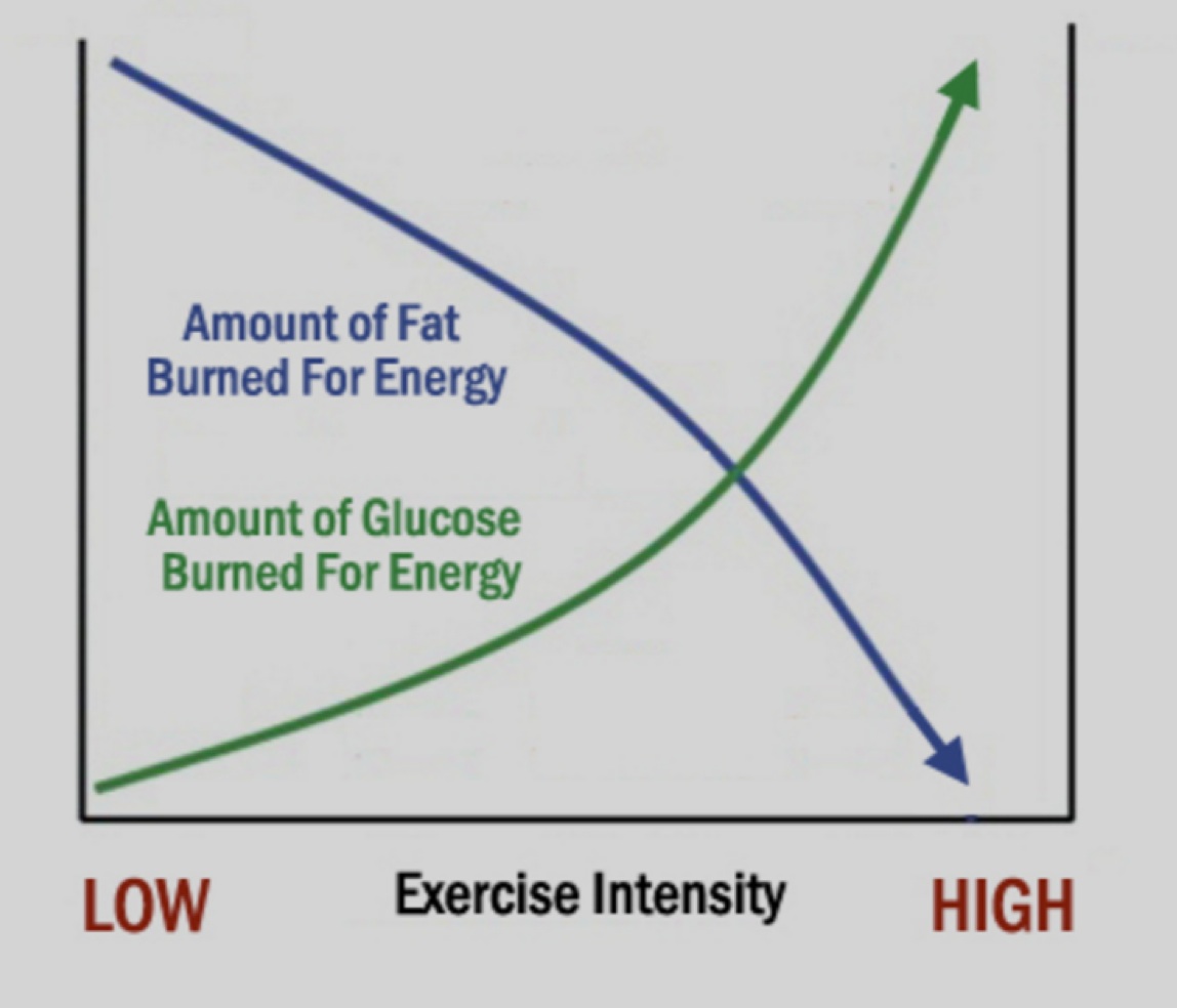 Cycling Performance Tips Optimizing The Use of Body Fat As An Exercise