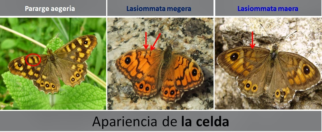 Diferencias de apariencia de la Celda de Pararge aegeria, Lasiommata megera y Lasiommata maera