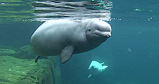 흰돌고래 모음.gif4