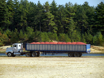 A truck full of freshly harvested cranberries