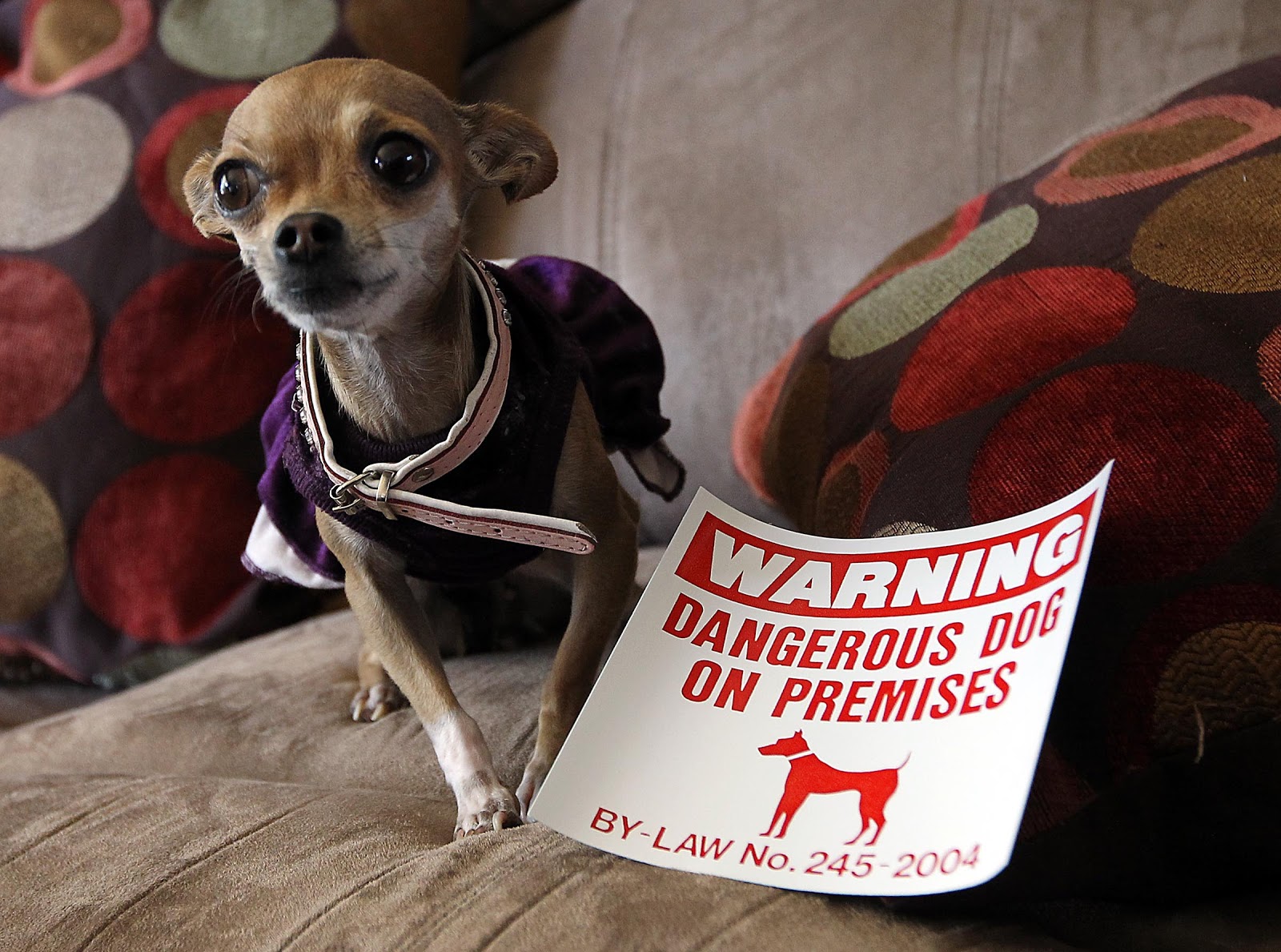 SOLYMONE BLOG 3IB CANADIAN�S CHIHUAHA DESIGNATED