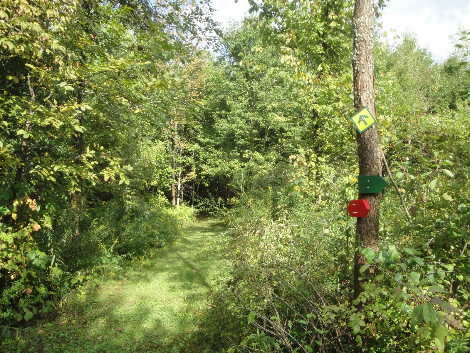 Clifton Park Open Spaces Golden meadows at Veterans Memorial Park