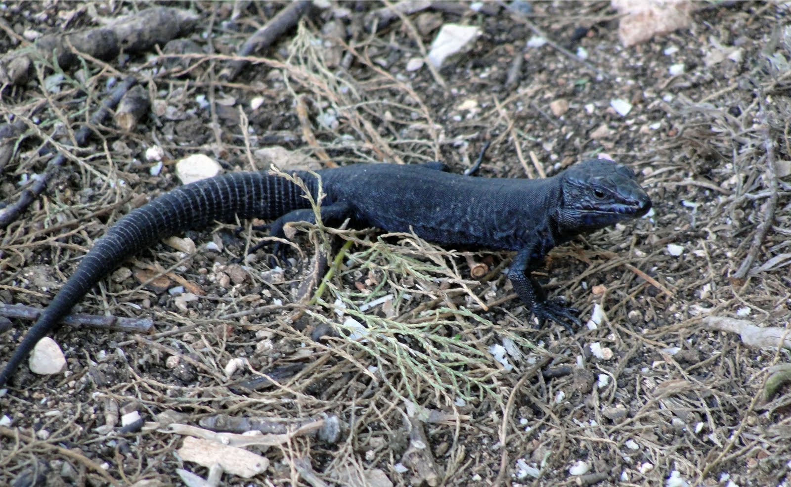 SARGANTANA NEGRA (Podarcis lilfordi lilfordi) ENDÈMICA - ILLA DE L'AIRE (MENORCA)