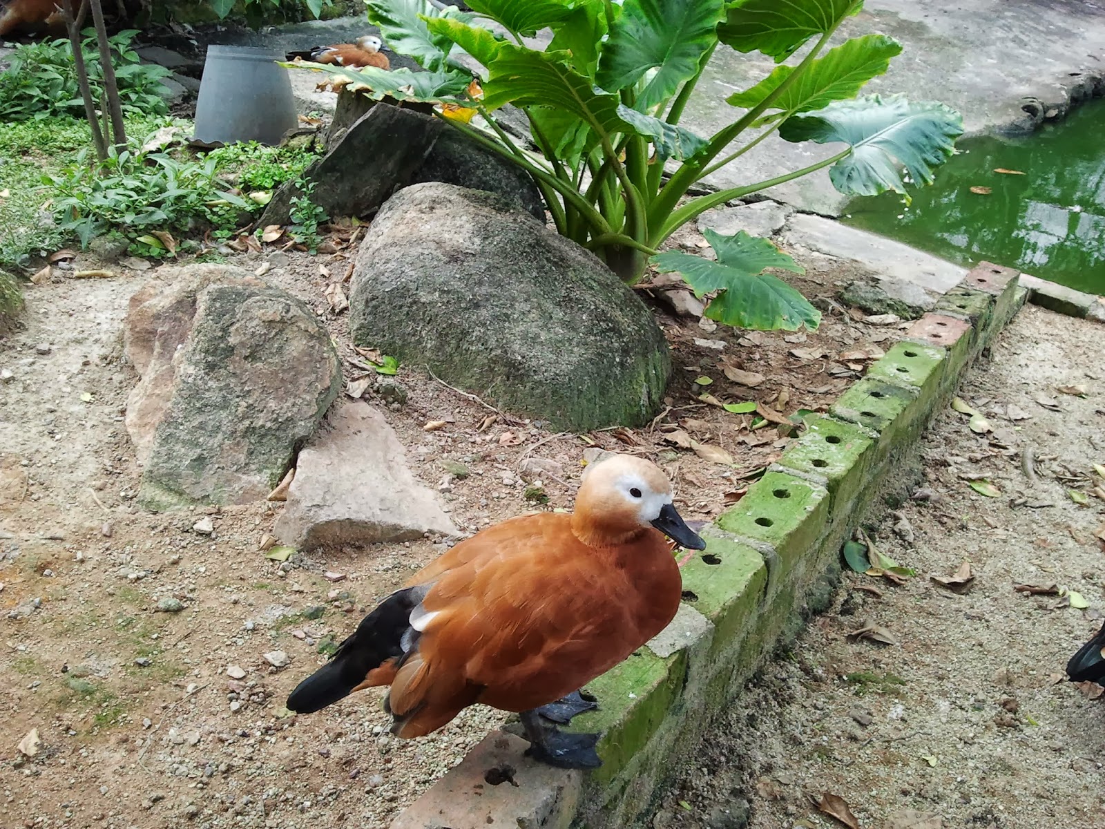 Puteri manja: Taman Burung, Seberang Jaya