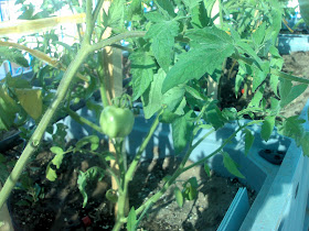 Καλλιέργεια λαχανικών σε ταράτσα
