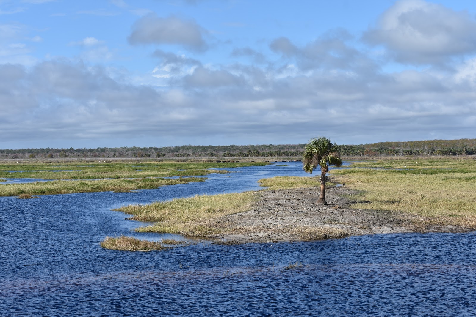 Looknfishy St Johns River Story (part 2)