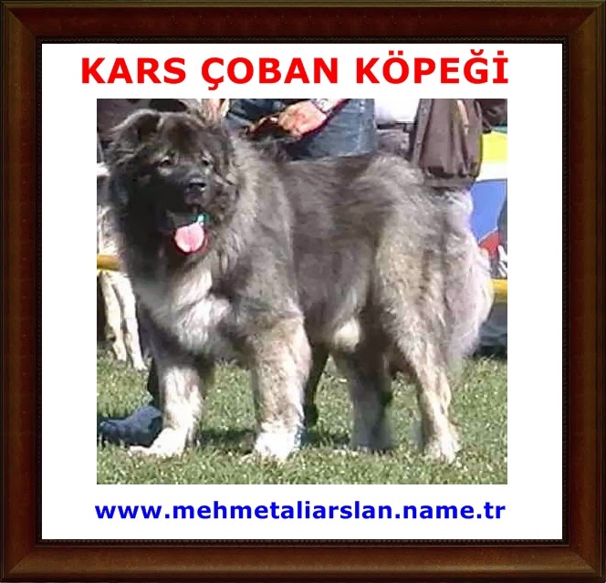 KARS SAYFASI Kars Çoban Köpeği