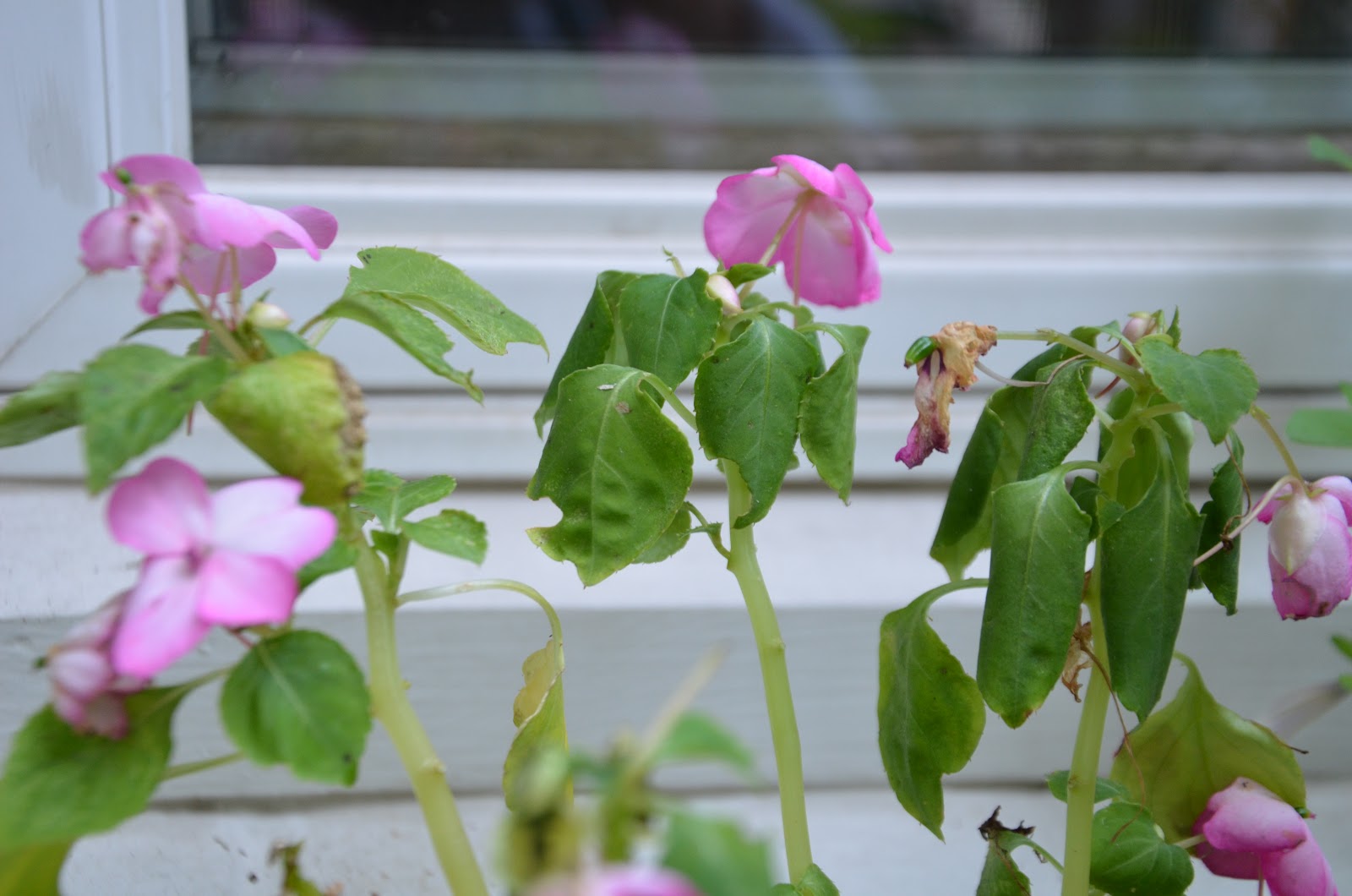 Zone Five and a Half Impatiens blight disease Trouble in the landscape