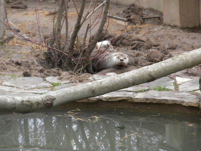 The Zoo Review Zoo Review Brandywine Zoo