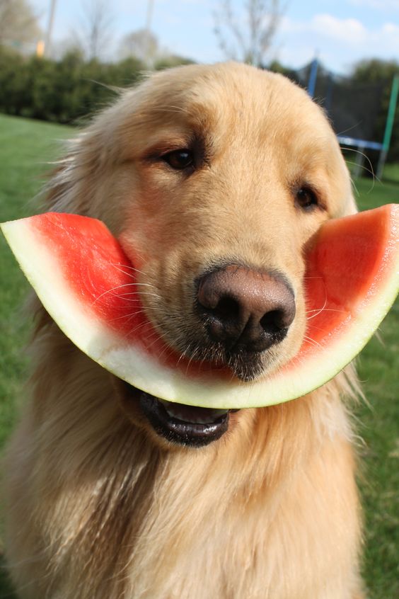 Cute Overload Golden Retriever Eating Watermelon