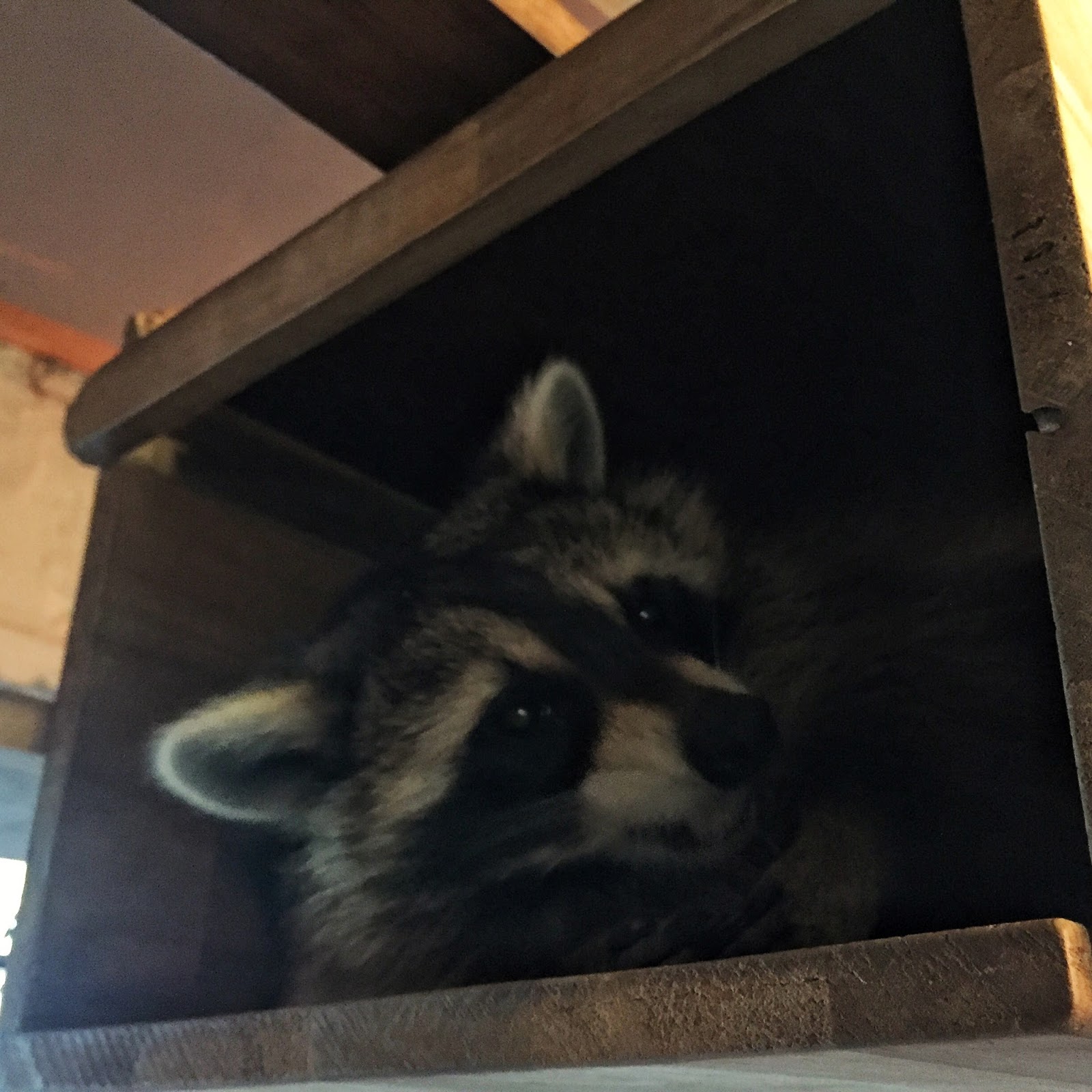 What Mary Loves When in Korea Raccoon Café Kkukkune