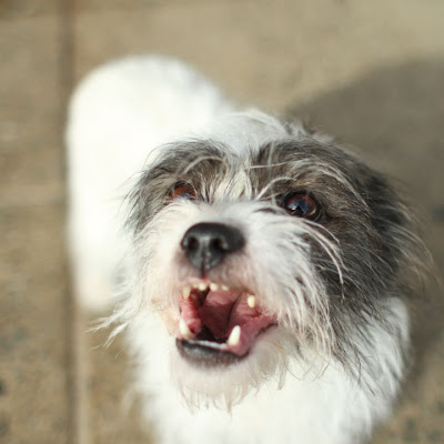 Shih Tzu Jack Russell Terrier mix