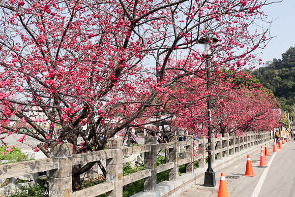 台中后里|2019后里泰安櫻花季2/16-3/3|全台最美泰安派出所|免費賞櫻熱門景點 台中后里|2019后里泰安櫻花季2/16-3/3|全台最美泰安派出所|免費賞櫻熱門景點