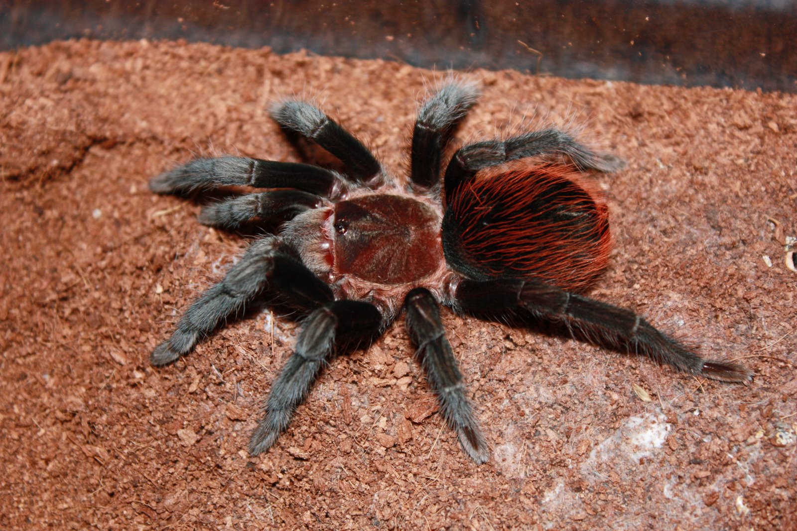 Тарантул гермафродит или нет. Brachypelma вагон с. брахипельма альбопилосум фото. тарантула сериал. брахипельма никарагуа фото.