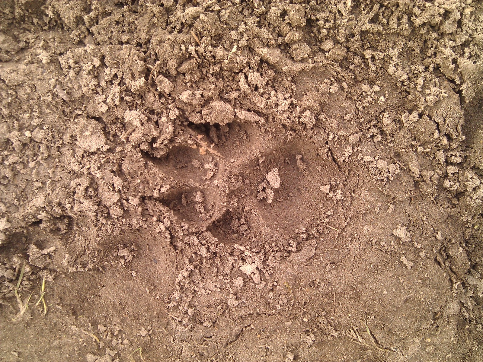 Wolfsspuren Wolfsspuren