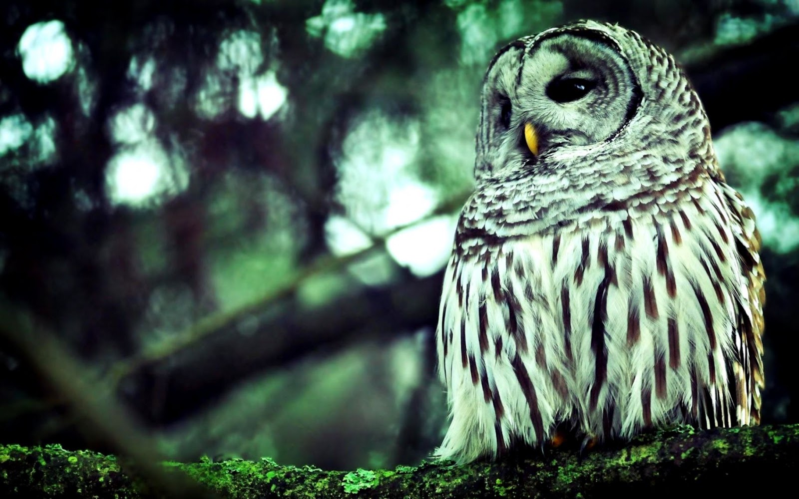 Forest Animals Owls