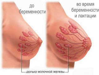 изменения структуры груди изменения структуры груди