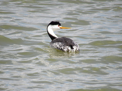 Tule Lake National Wildlife Refuge California birding hotspot