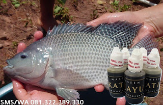 Umpan Untuk Ikan Nila Master Essen Katilayu Umpan Untuk Ikan Nila Master Essen Katilayu
