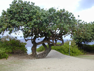 hibiscus%2Btiliaceus%2Btree.jpg