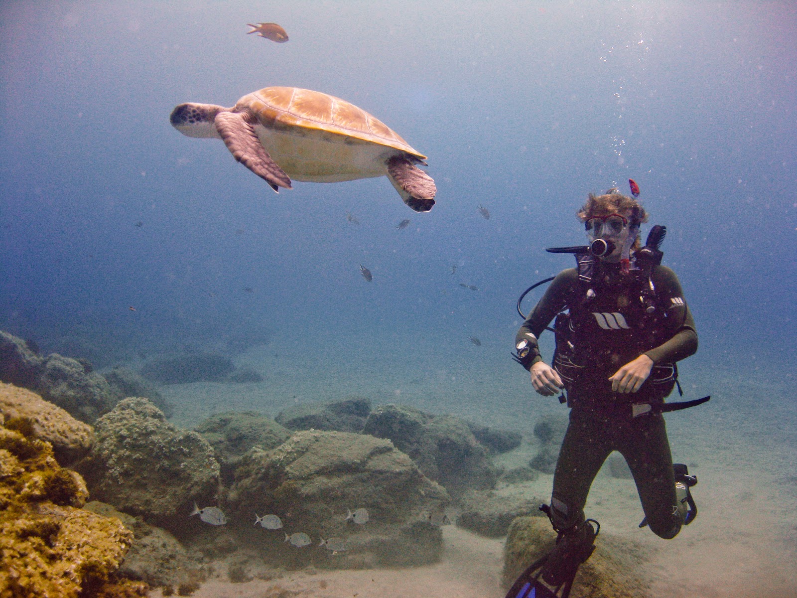 Amarilla Divers Tenerife Diving Tenerife Unexpected Divemaster Interns