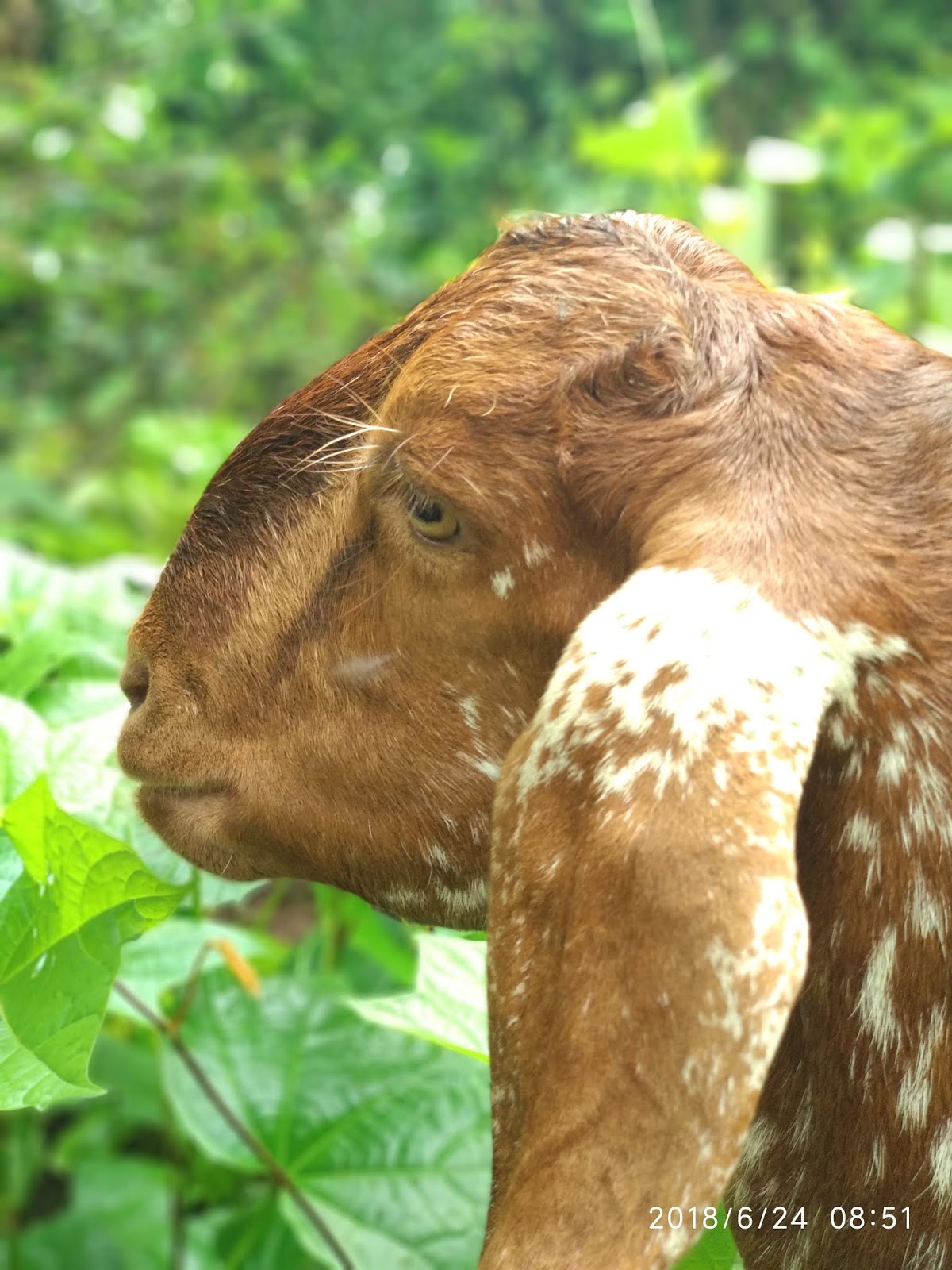Goat's Official Goats Introduction, meaning, definition, explained