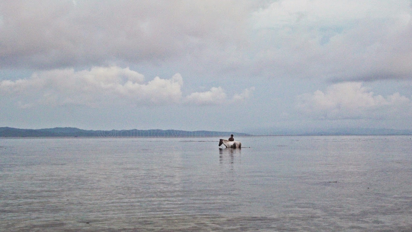 Horse Bath, San Antonio