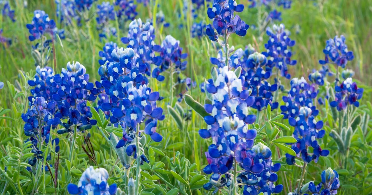 A Tree Falling Ennis Trails 2016 Wildflowers