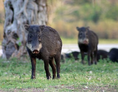 39 Gambar Hewan Celeng Tergokil