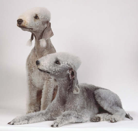 Bedlington Terrier Grooming Tips and Guide Bullcatdog