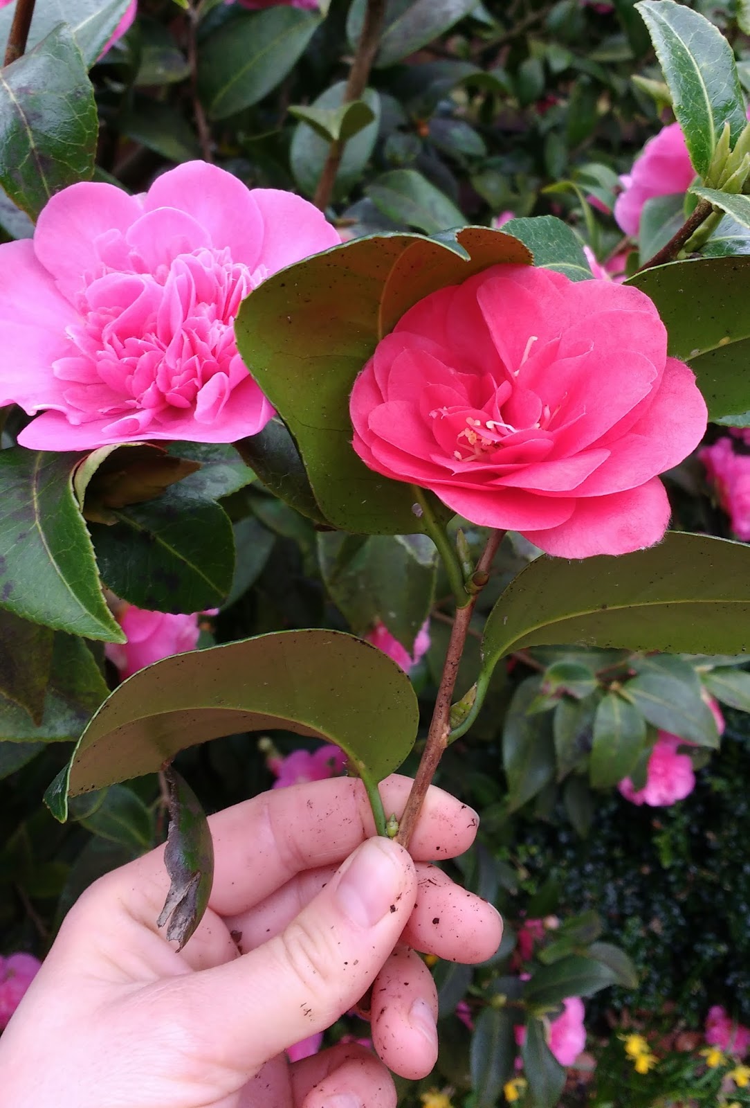Taking camellia cuttings Sophie in the Sticks