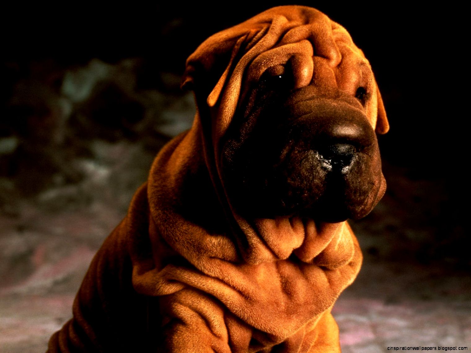 Chinese Shar Pei Dog Puppy