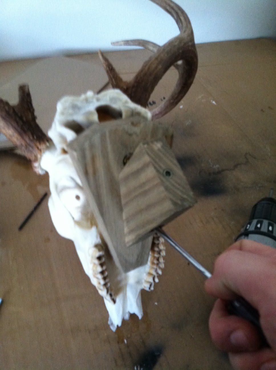 Bones n' Broadheads European Mounts