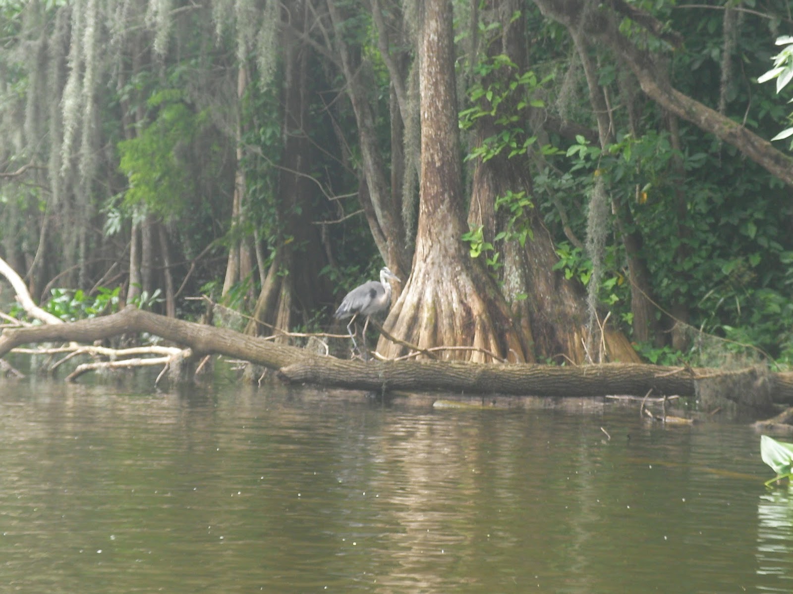 The "Unknown" Florida Kayaking at Mount Dora Canal Tavares, FL