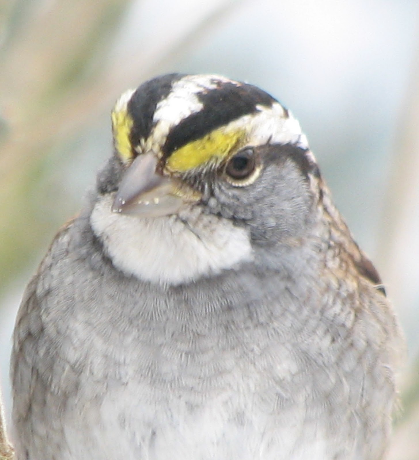 Birds in South Burlington, Vermont: Backyard Bird Photos | Litter with