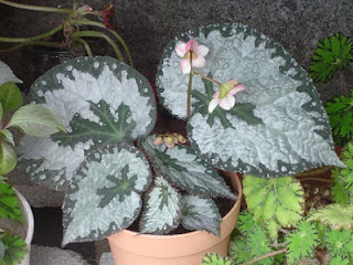 Jardineria, Catalogo de Plantas: Begonia Rex