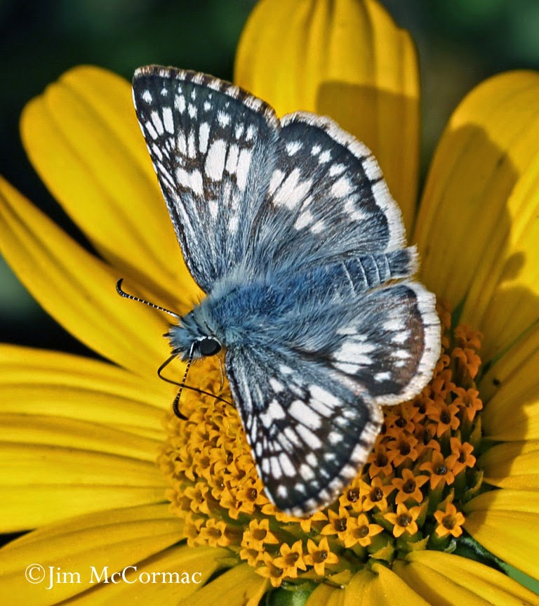 Ohio Birds and Biodiversity Butterfly July 12!