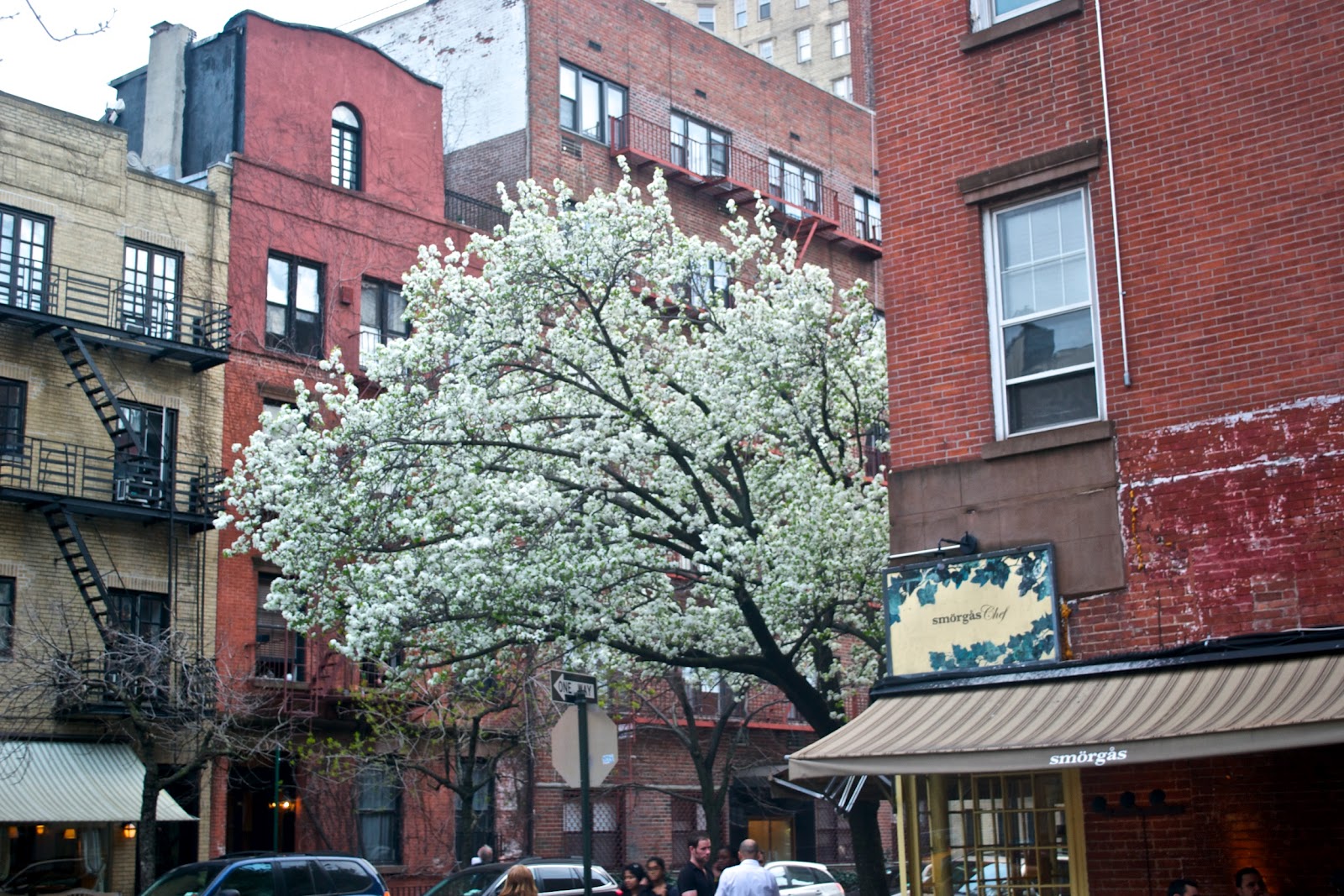 LOOK AT THE VIEW the callery pear trees in nyc